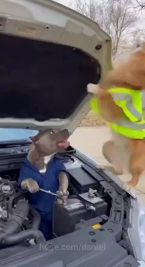 Two dogs, one in a mechanic jumpsuit, the other in a safety vest, playfully interacting with a car's open engine.