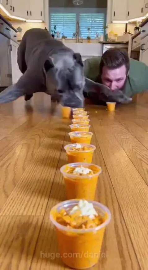 Man and his grey dog ready for an eating competition with cups of food on a kitchen floor.