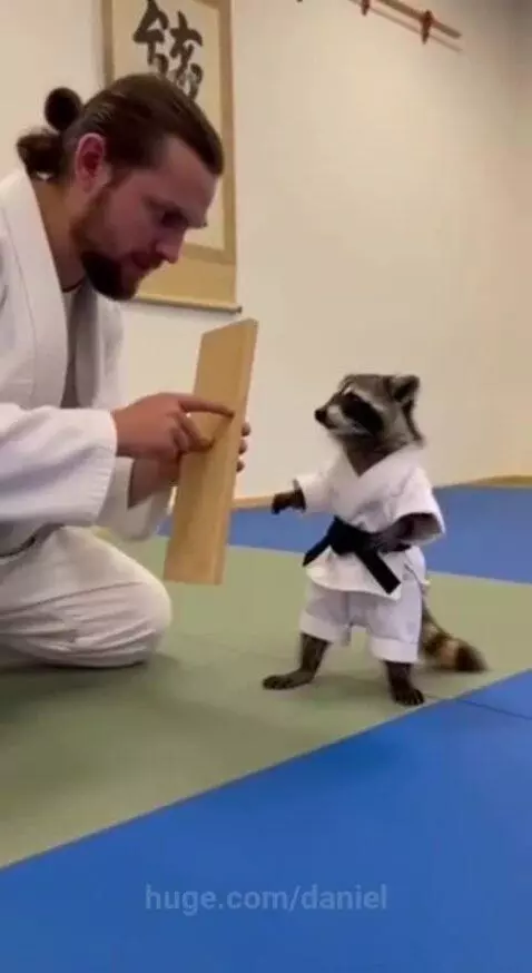 Raccoon in a martial arts gi and black belt successfully breaks a wooden board on a mat.