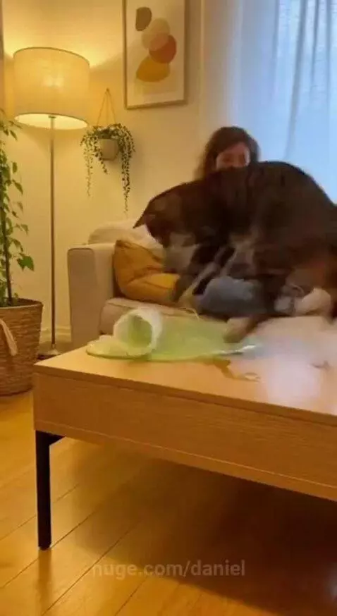 Cat jumps on coffee table, knocking over a green drink onto the table and floor, woman reacts in shock.