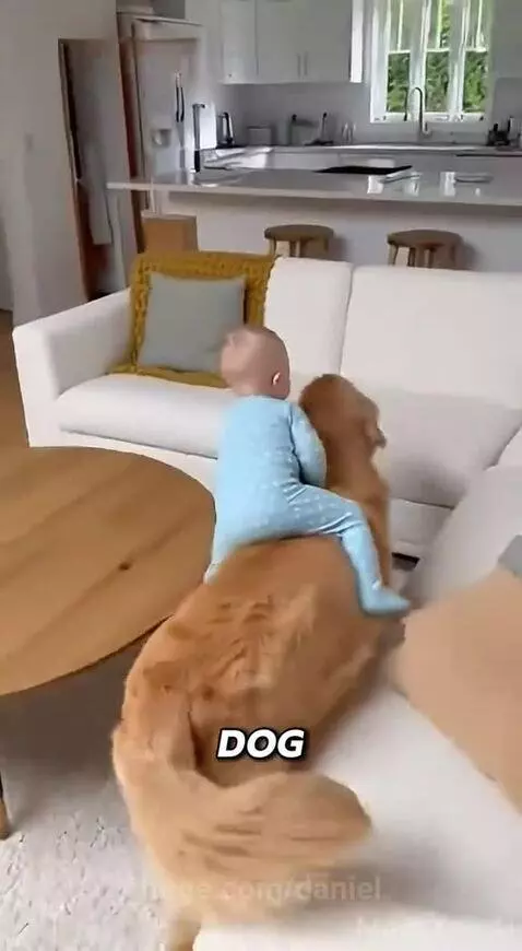 A baby wearing blue pajamas happily rides on the back of a golden retriever dog as it runs.