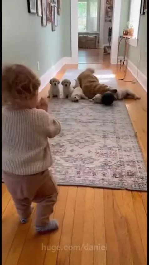 Toddler rolling a bowling ball towards a golden retriever and five puppies lined up like bowling pins.