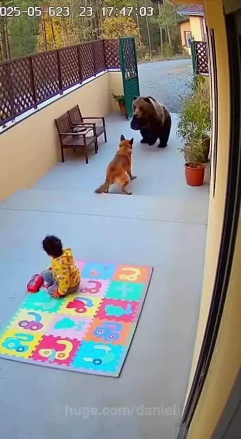 A brave dog stands protectively in front of a baby on a patio, facing a bear at the gate.