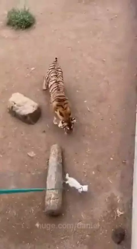 A white cat with a harness and leash climbs a tall tree to escape a tiger in its enclosure at a zoo.