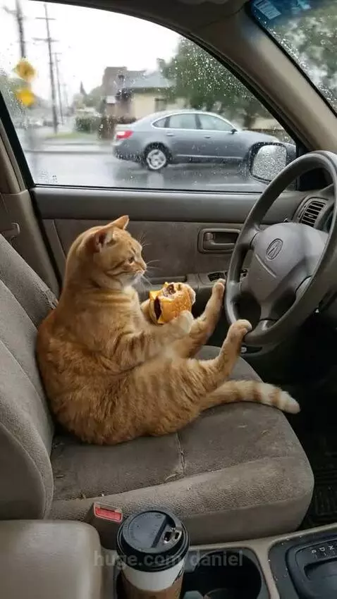 Orange tabby cat sitting in the driver's seat of a car, holding and eating a burger.
