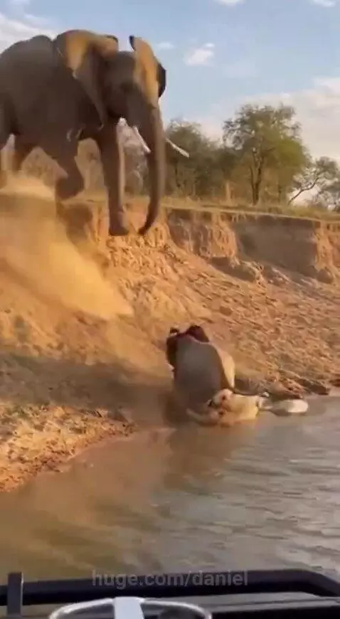 Mother elephant charging and stomping on a crocodile near a watering hole, saving her baby.