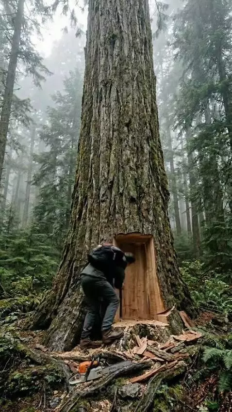 Man cutting a large entrance into a tree trunk to build a hidden shelter.