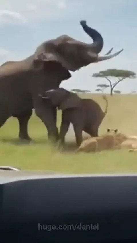 Adult elephant protecting a baby elephant from lions, and a giraffe kicking a buffalo in a savanna landscape.