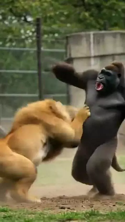 Animated lion lunging and clawing at an upright gorilla delivering punches in a zoo setting.