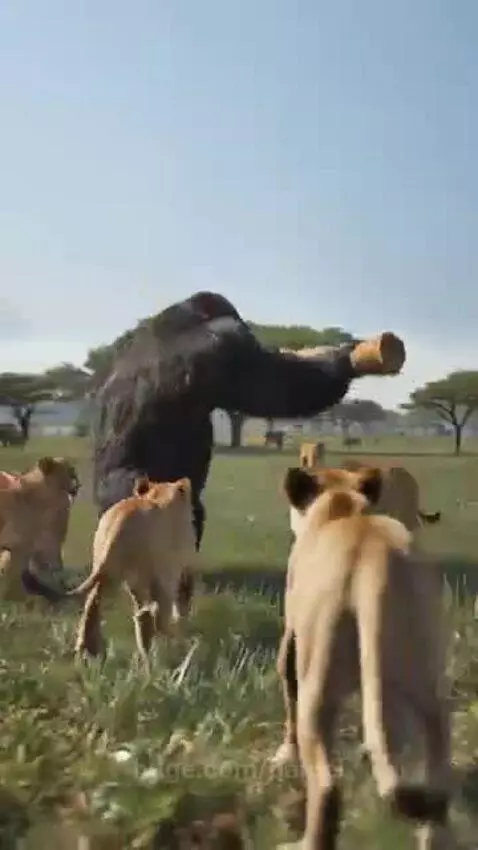 A muscular gorilla swings a log defensively at a group of attacking lions in a savanna landscape.