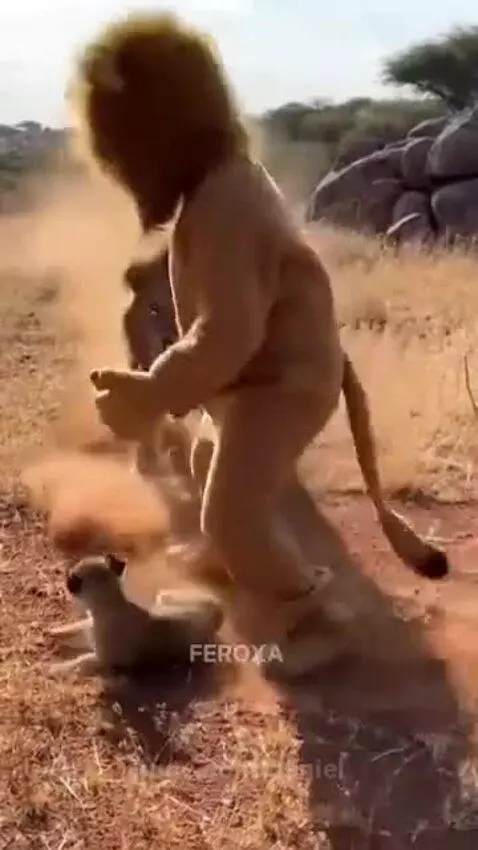 Person in lion costume kneels with cub as adult lion approaches aggressively.