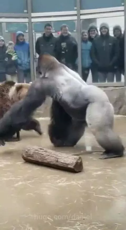 A large gorilla lunging at a brown bear through a glass barrier in a zoo enclosure.