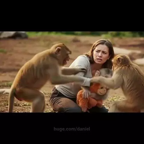 Woman and man interacting with adult and baby monkeys, one baby monkey being released from a cage.