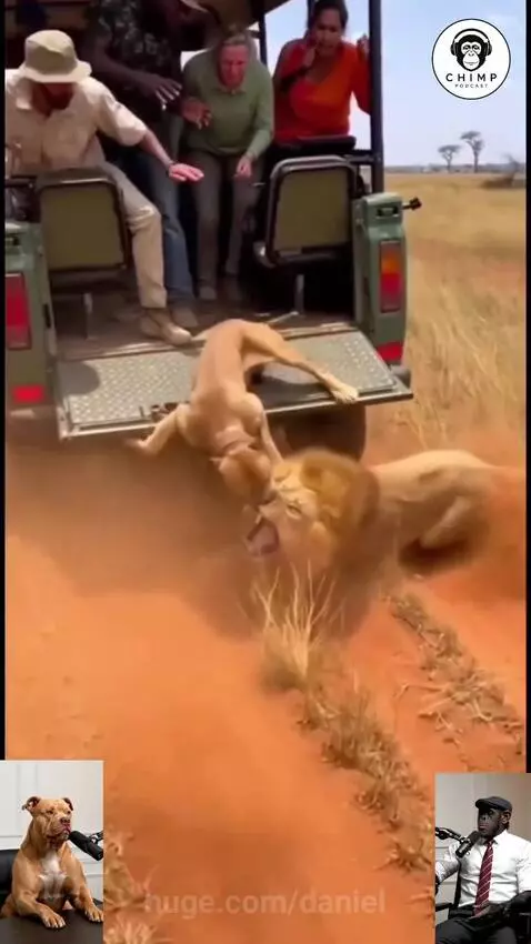 Pit bull on a safari jeep facing off against a lion on the ground, with a chimpanzee in a suit nearby.