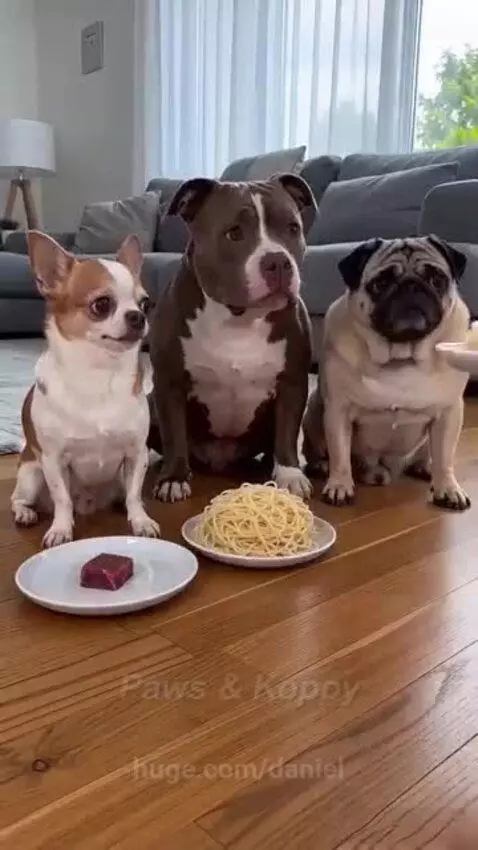 Three dogs, a chihuahua, pitbull, and pug, sit on a floor waiting for food, with the chihuahua looking confused.