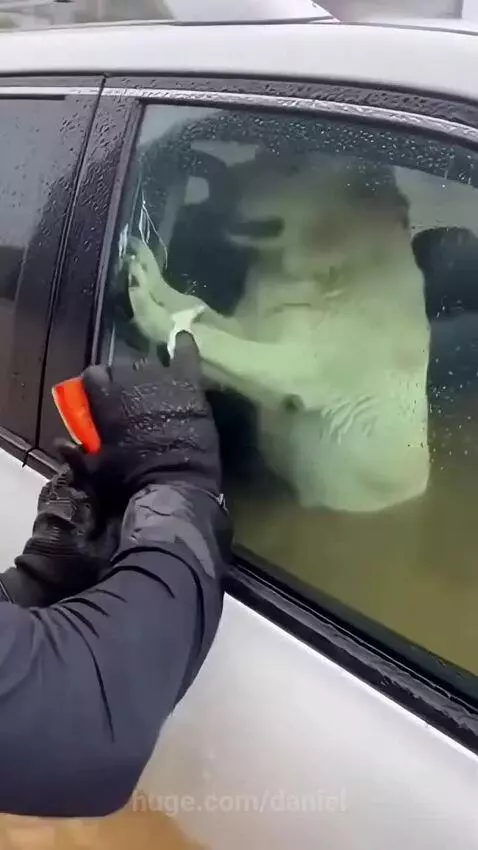 Person in black gloves breaking car window to rescue a scared dog from a flood-filled vehicle.