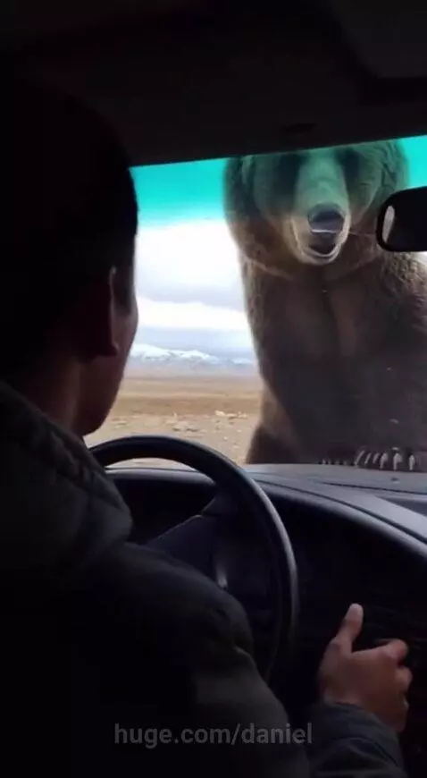 Mother Bear Chases Down a Car to Save Her Cub from an Eagle’... by daniel