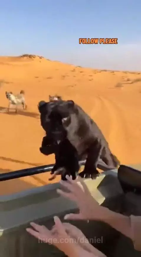 Black panther confronting hyenas in a sandy desert landscape, protecting a baby.