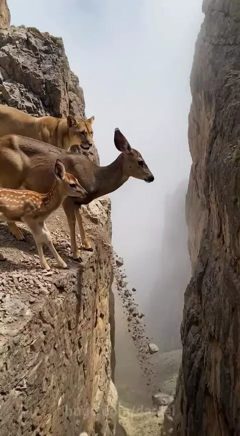Mother deer leaps across a wide chasm on a rocky cliff to escape a cougar, with her fawn following closely.