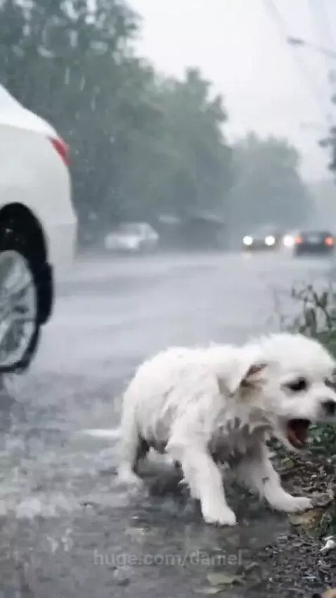 Man in yellow raincoat gently holding a small, wet puppy he just rescued from the rain.