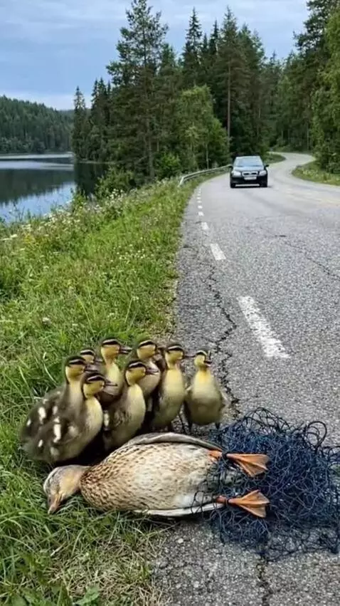 Woman carefully cutting a net off a mother duck lying on the roadside, surrounded by ducklings.