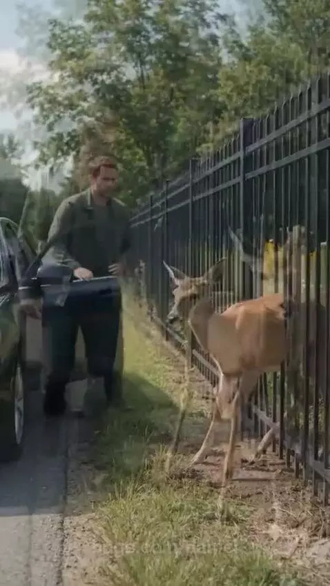 Man gently freeing a deer's leg trapped in a black metal fence on a sunny day.