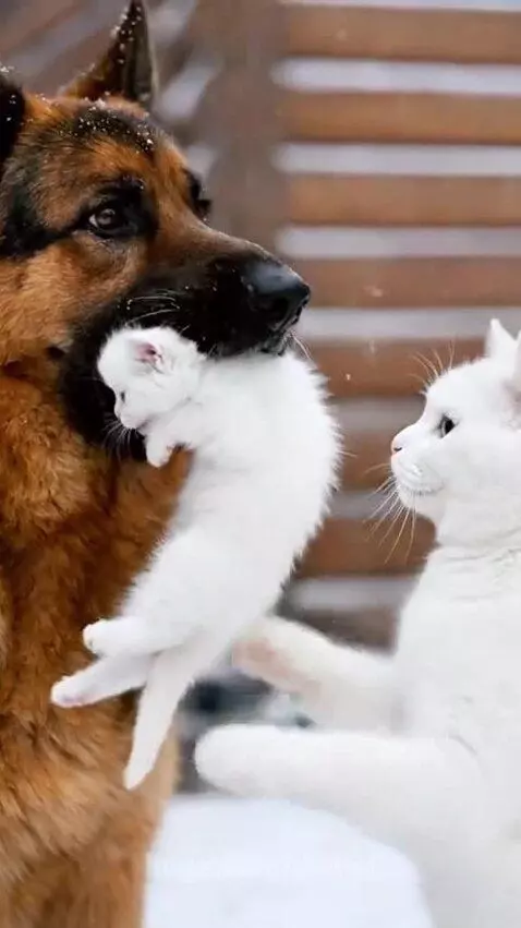 German Shepherd dog gently carrying a kitten indoors to a warm fireplace.