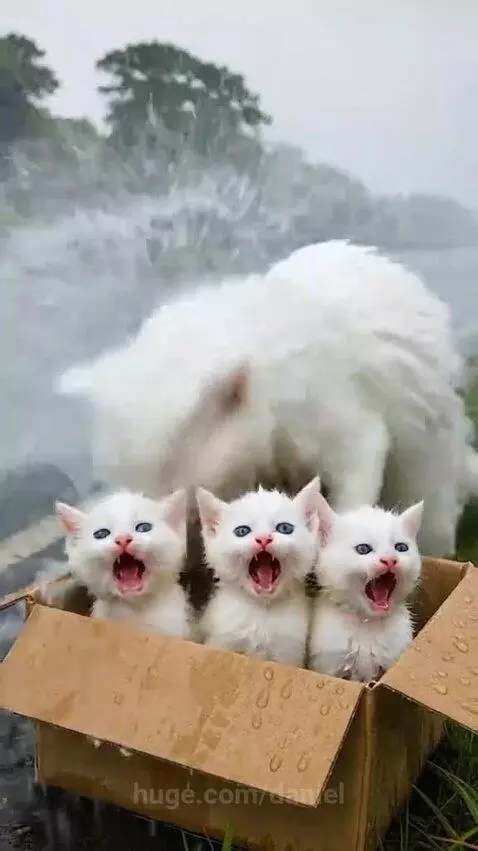 Truck driver holding a box of rescued kittens and their mother cat.