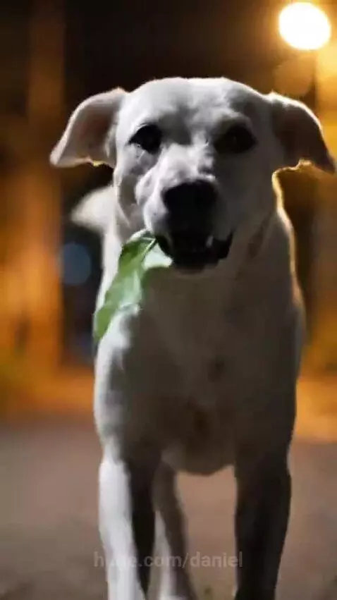 A kind woman smiles as a mother dog and her puppies eat food she left for them in a cave.