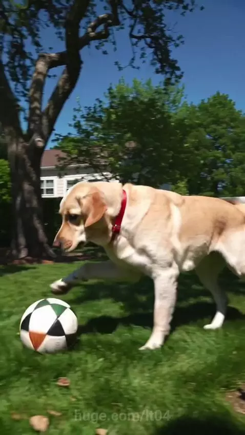 Dog having a kick around by lt04