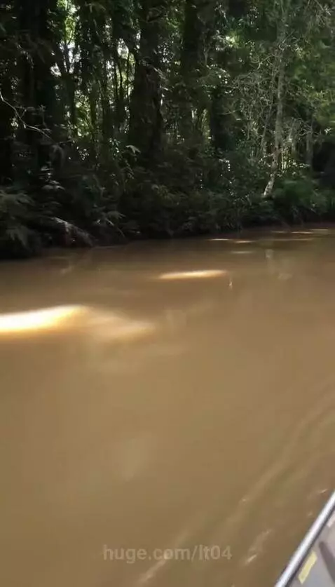 People in a boat react with shock as a large creature surfaces from a muddy rainforest river.