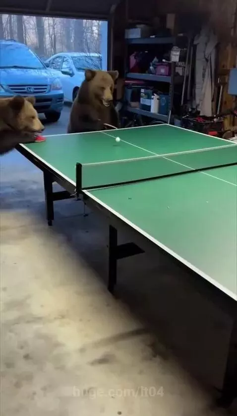 Two brown bears playing table tennis in a garage, one standing on the table.