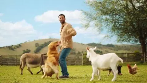 Man in a field dancing happily with a golden retriever, donkey, goat, pig, and chickens.