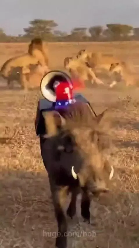 A warthog with a siren and flashing lights runs across a dry savanna, startling a pride of lions in the background.