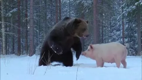 A large brown bear stands over a pink pig in a snowy forest, appearing to swat at it.