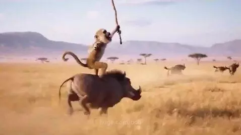 Animated monkey riding a warthog across a dry, grassy savannah with hyenas in the background.