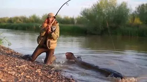Woman in waders and jacket kneeling by river, reeling in a very large fish.