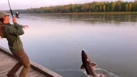 Person fishing from a dock catches a huge sturgeon that jumps out of the water.