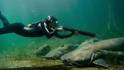 Woman in wetsuit underwater holding a speargun, aiming at catfish on riverbed.