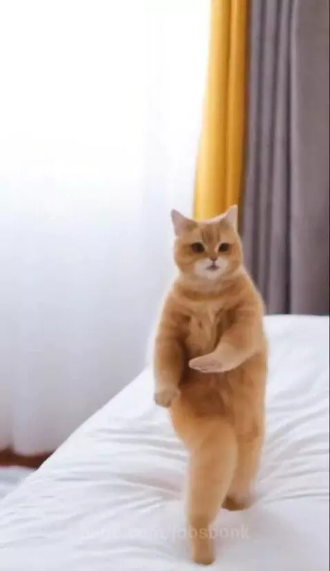 Ai generated cat dancing 💃 by jobsbonk