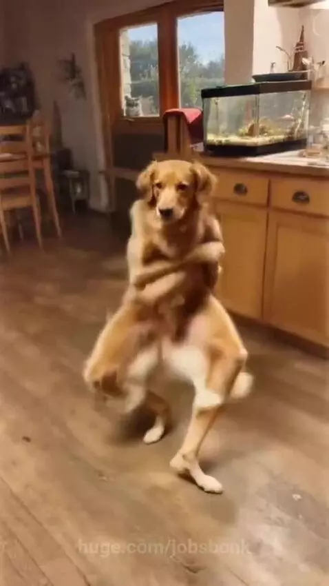 Ai dancing dog by jobsbonk