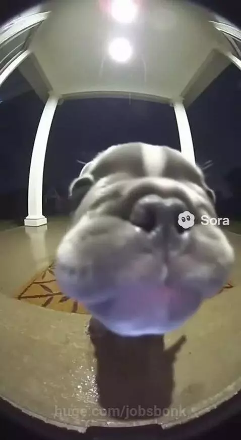 Your wish granted ahhh video😂 by jobsbonk