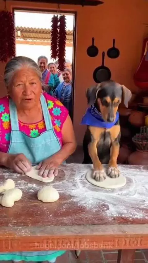 Dogs are Human companion by jobsbonk