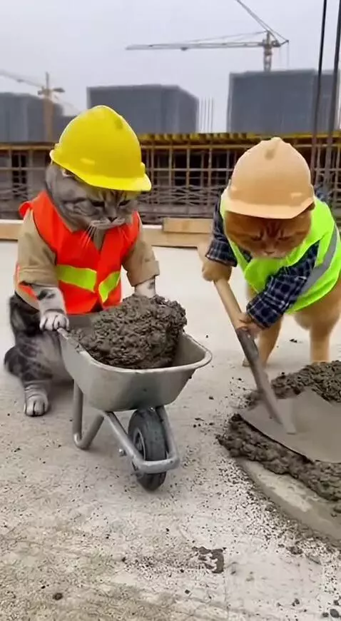 Two cats in construction worker outfits, one scooping concrete into a wheelbarrow held by the other.