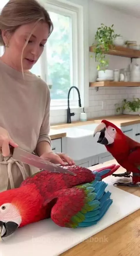 The noise of shock🤣 by jobsbonk