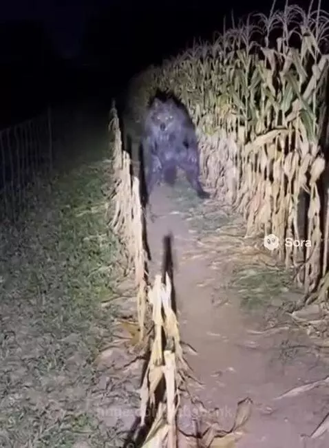 A dark, wolf-like creature with glowing eyes stands in a cornfield at night, illuminated by a flashlight.