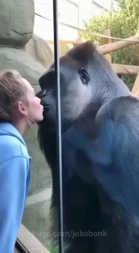 Woman in blue hoodie kisses glass barrier, gorilla on other side turns head away.