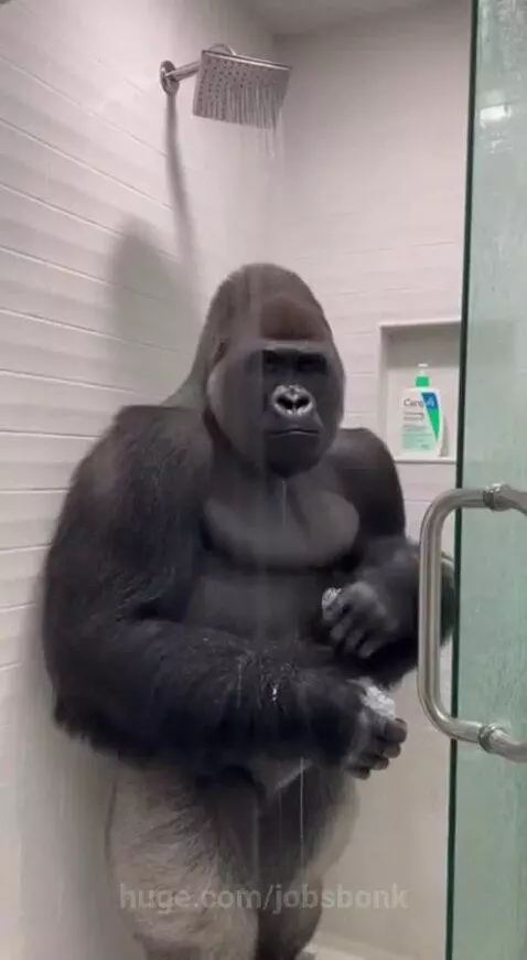A large, dark-furred gorilla stands upright in a modern shower, holding a loofah and washing itself as water flows.