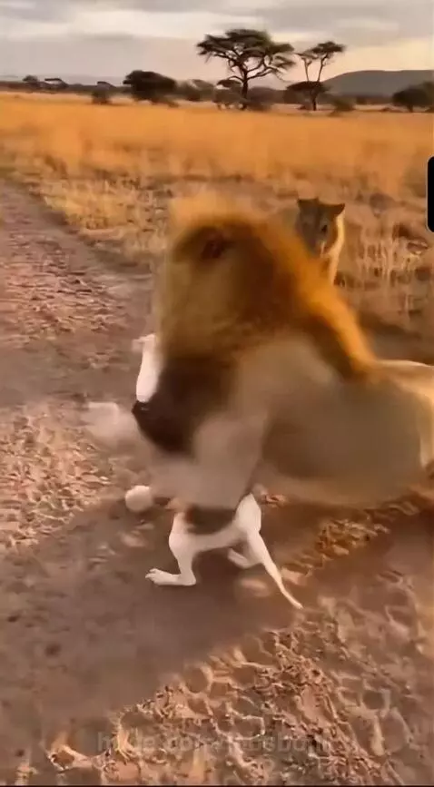 White dog wearing a black harness bravely approaches resting lions on a dry savanna path, with the male lion lunging.