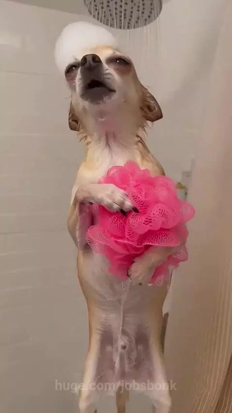 A light-brown dog stands in a shower, holding a pink loofah, with foam on its head, appearing to sing.